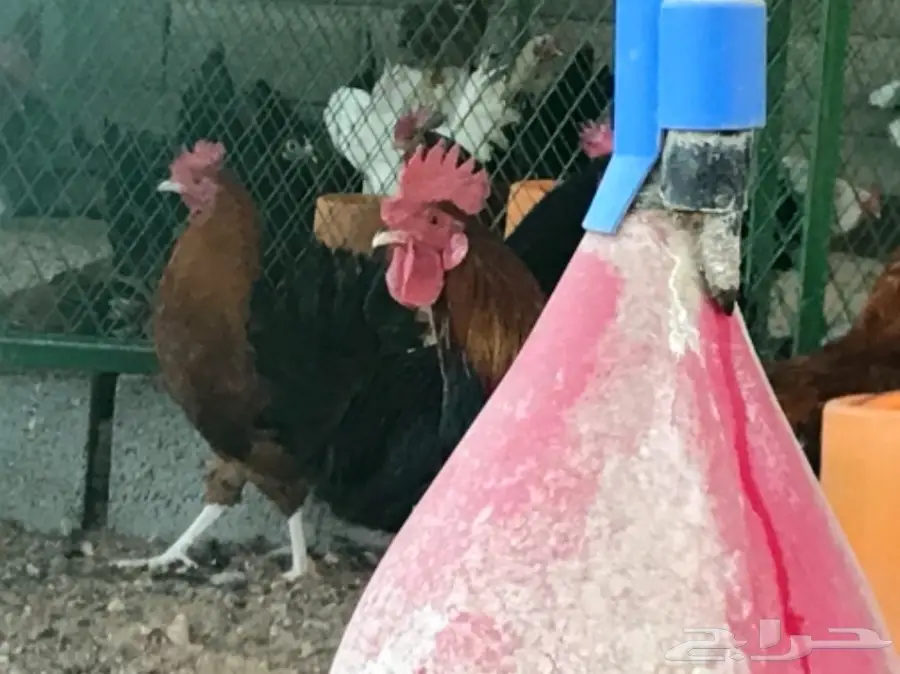 للبيع .. ديوك بلدي (image 5)