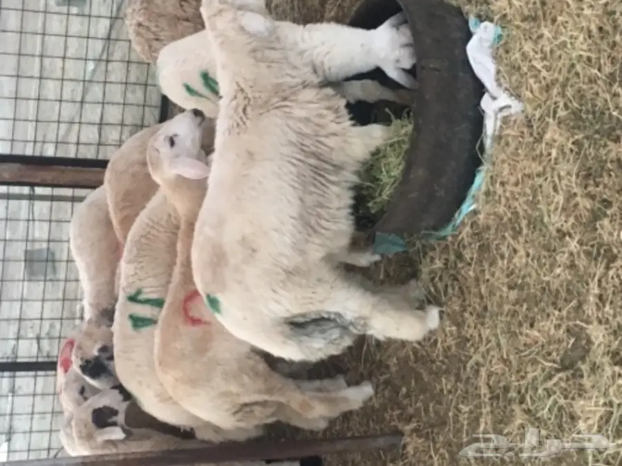 طليان حريه مع الذبح والتوصيل (image 12)