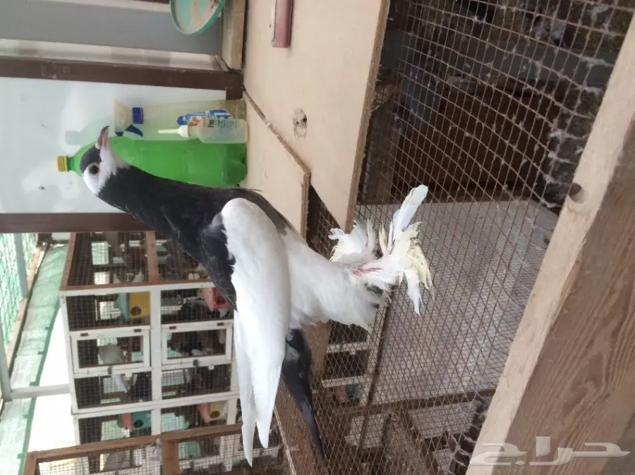 طبة نفاخ مسوبع