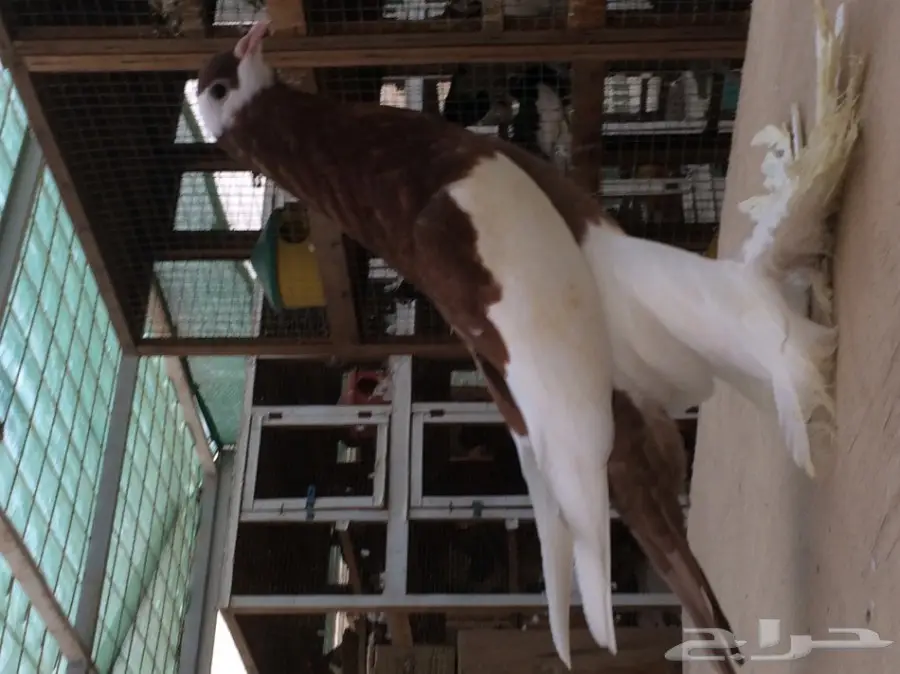 طبة نفاخ مسوبع (image 1)