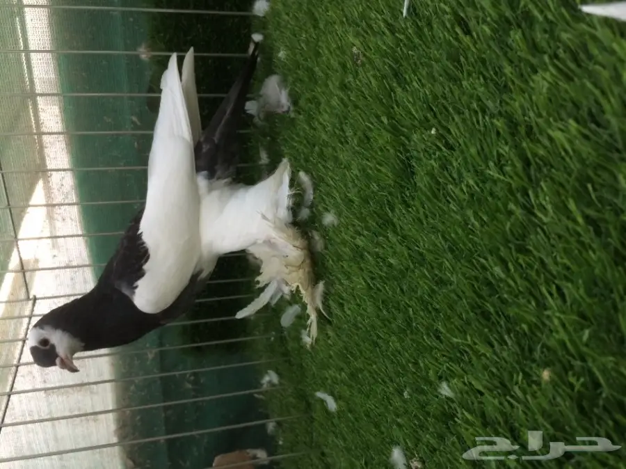 طبة نفاخ مسوبع (image 4)