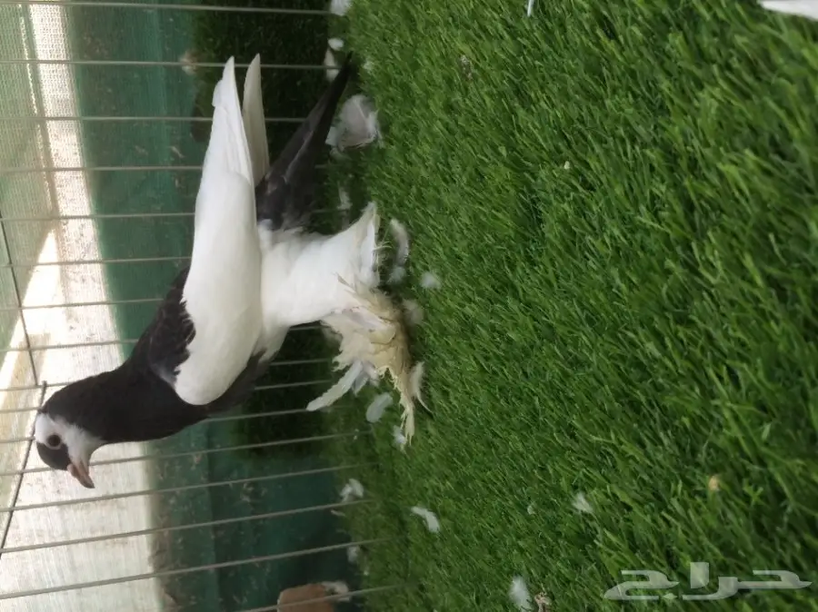 طبة نفاخ مسوبع (image 5)