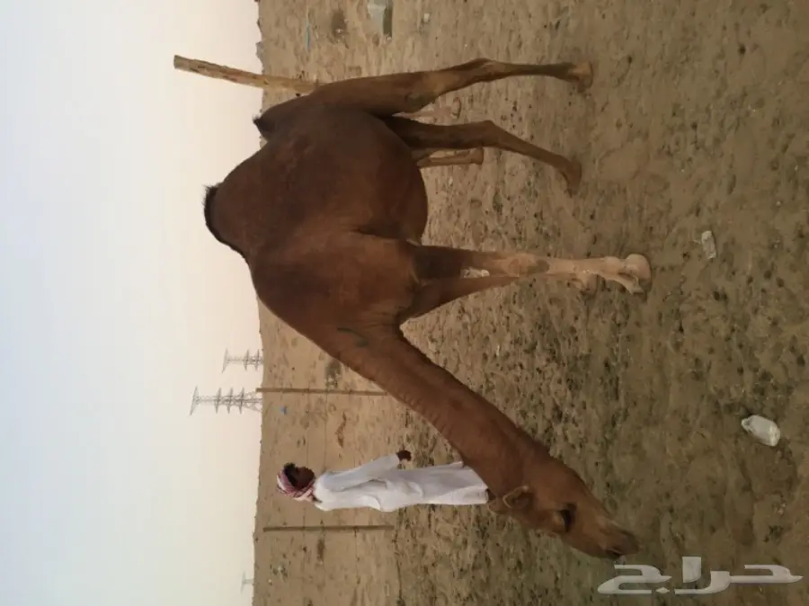 للبيع بكره دهما ساحليه ملاقي 