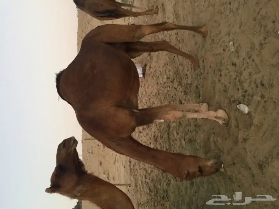 للبيع بكره دهما ساحليه ملاقي  (image 1)