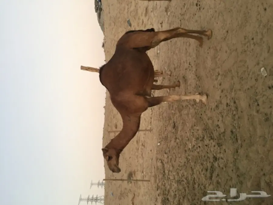 للبيع بكره دهما ساحليه ملاقي  (image 2)