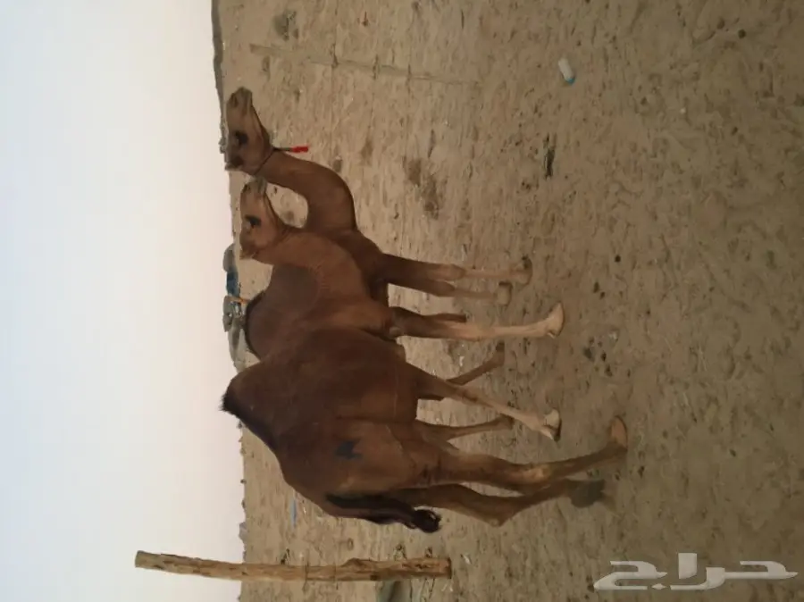 للبيع بكره دهما ساحليه ملاقي  (image 3)