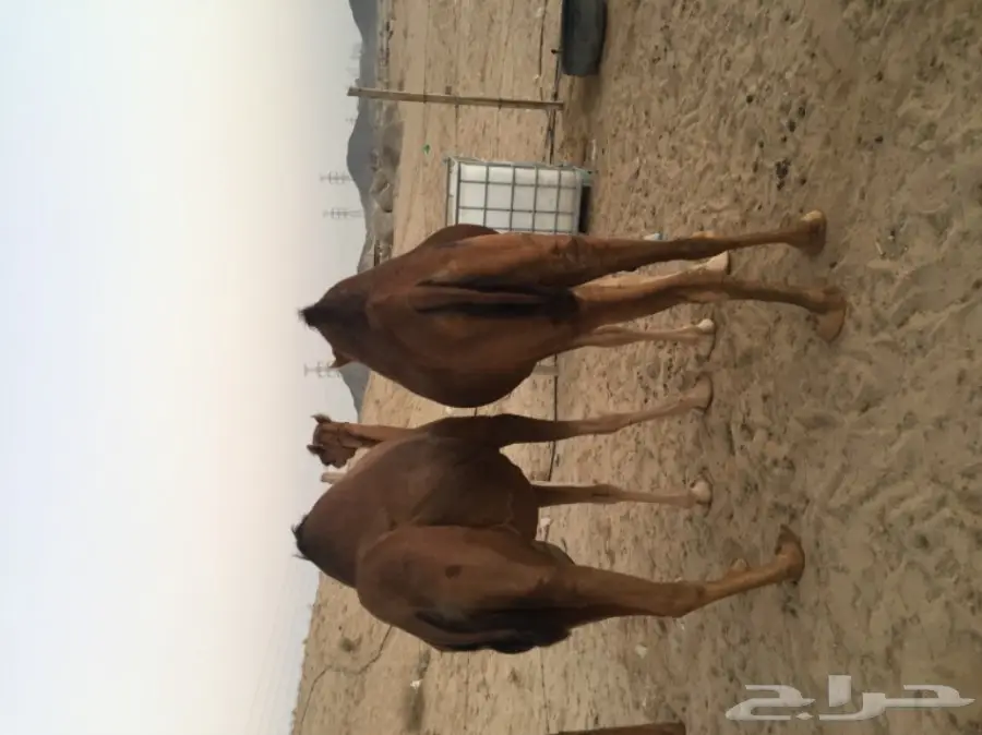 للبيع بكره دهما ساحليه ملاقي  (image 4)