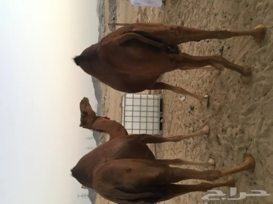 للبيع بكره دهما ساحليه ملاقي  (image 5)