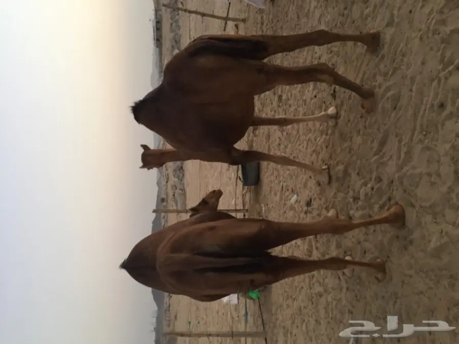 للبيع بكره دهما ساحليه ملاقي  (image 6)