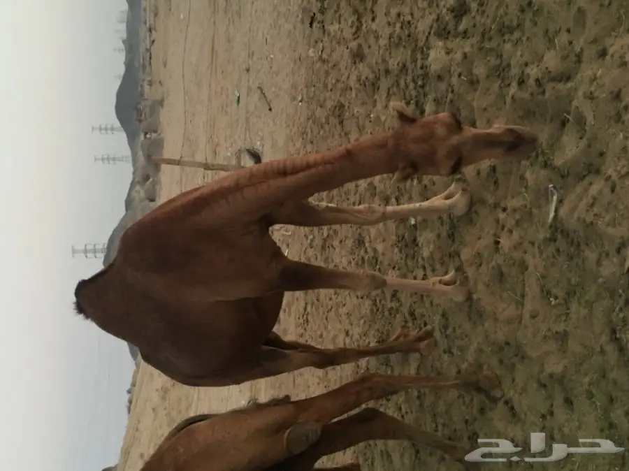 للبيع بكره دهما ساحليه ملاقي  (image 7)