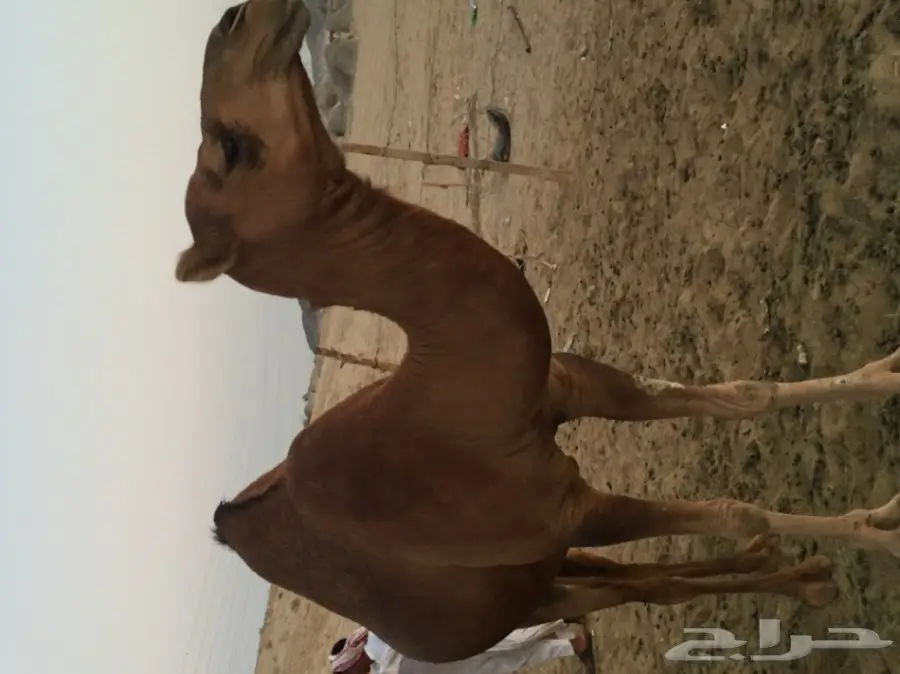 للبيع بكره دهما ساحليه ملاقي  (image 8)