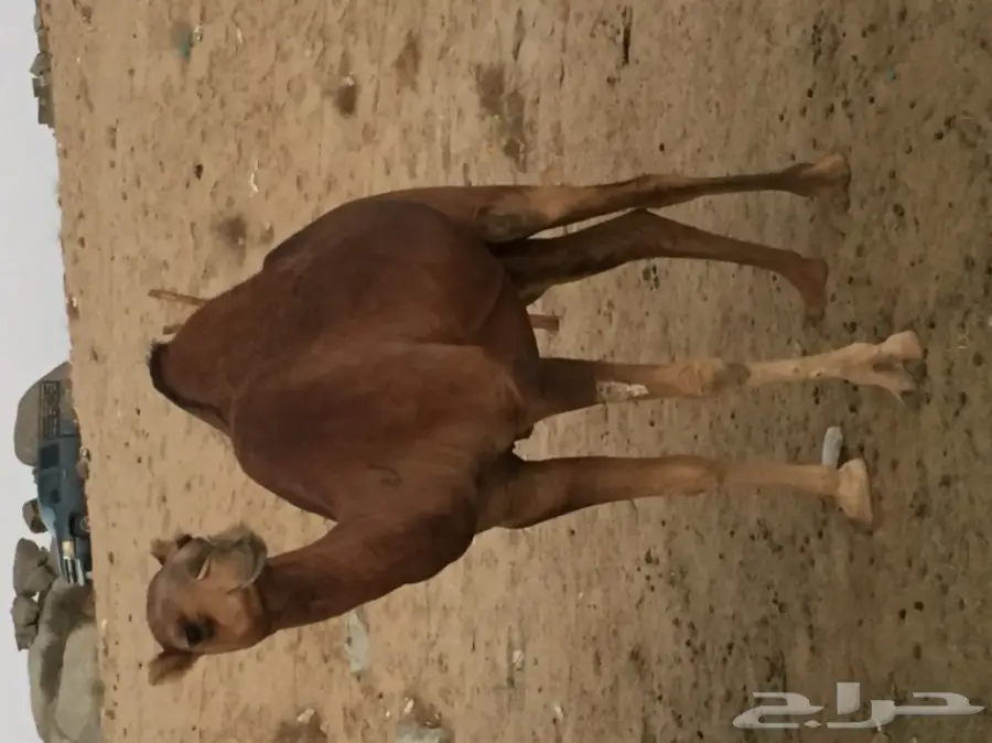 للبيع بكره دهما ساحليه ملاقي  (image 9)