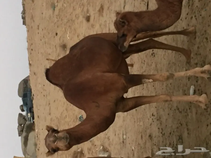 للبيع بكره دهما ساحليه ملاقي  (image 10)