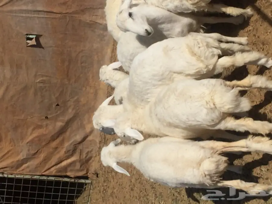 ذبايح طيبه للبيع  (image 1)