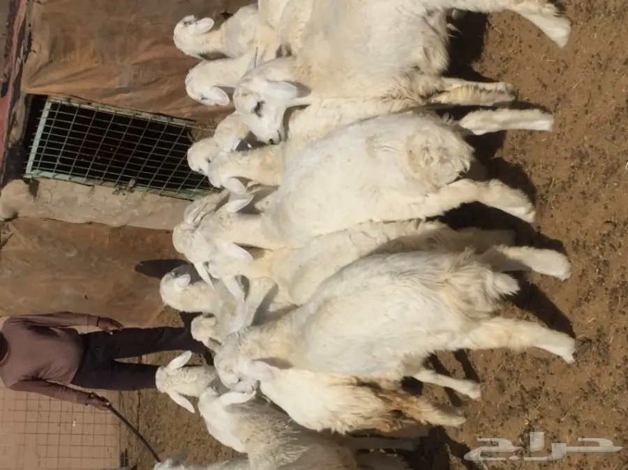 ذبايح طيبه للبيع  (image 2)