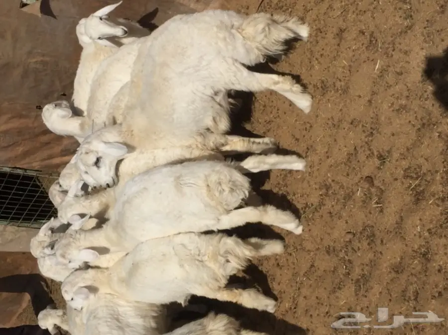 ذبايح طيبه للبيع  (image 3)