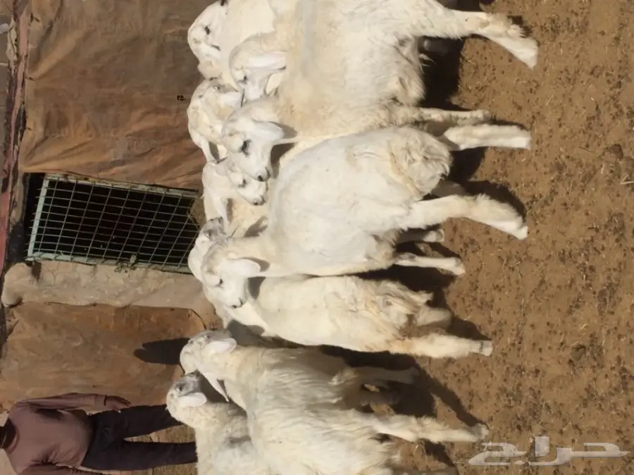 ذبايح طيبه للبيع  (image 4)