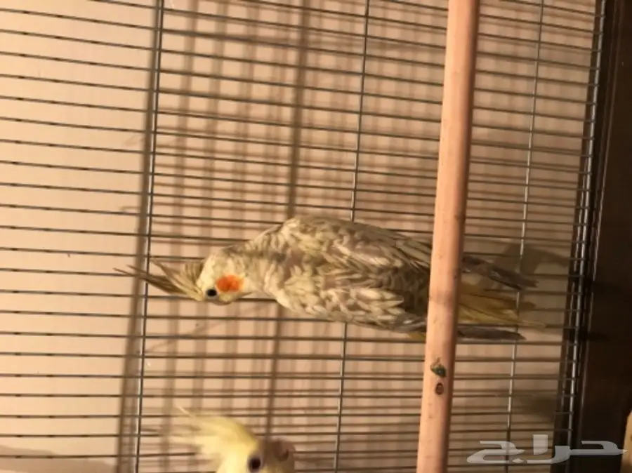 جوز كروان منتج (image 3)