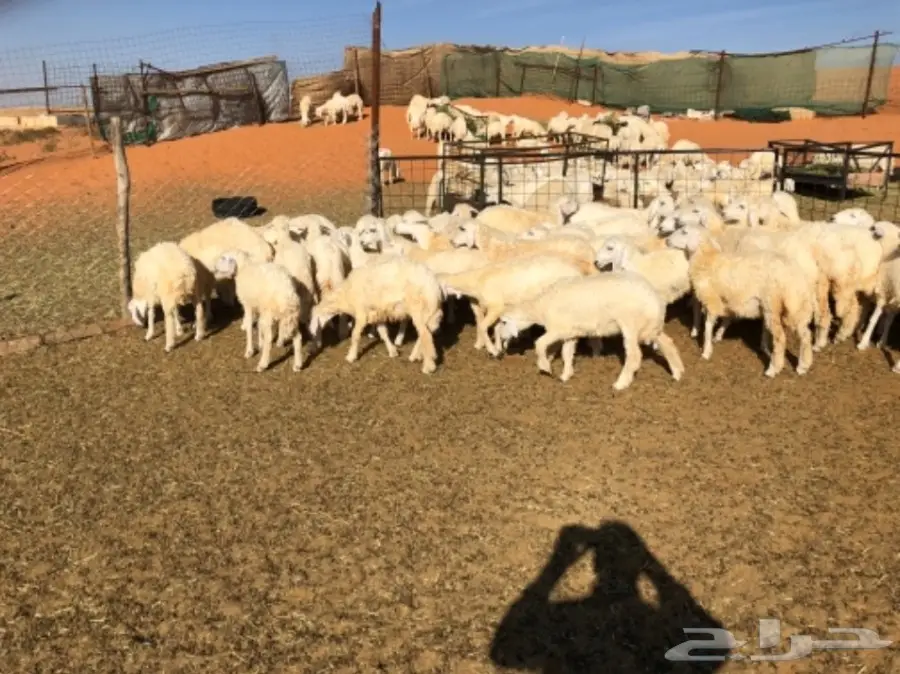 رخال ذبايح حد 430 (image 1)