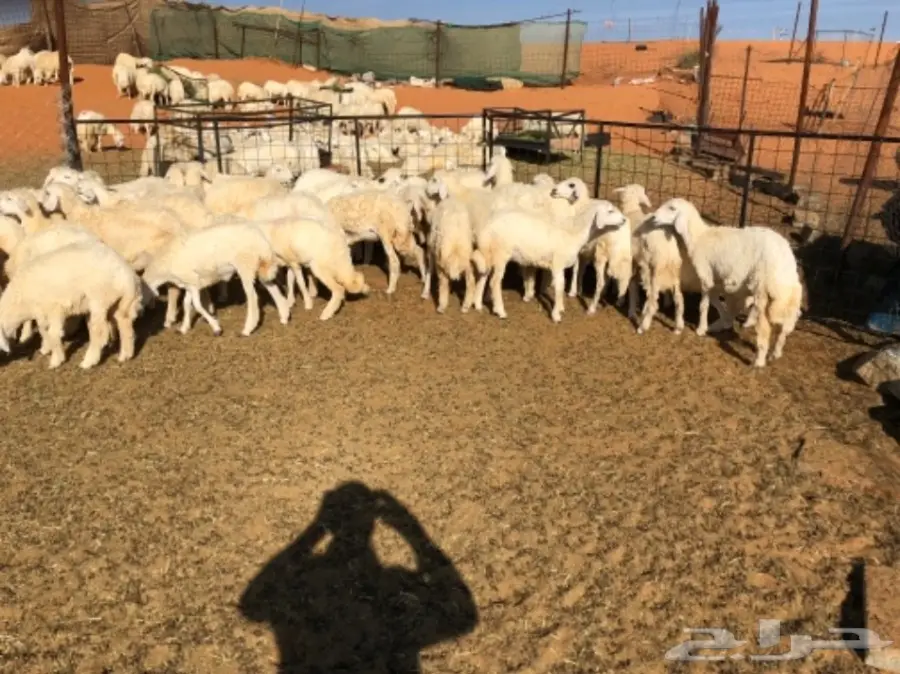 رخال ذبايح حد 430 (image 2)