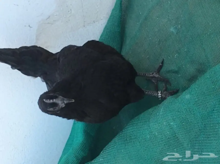 دجاجتين اندنوسي خوارج فاخرات - 2016