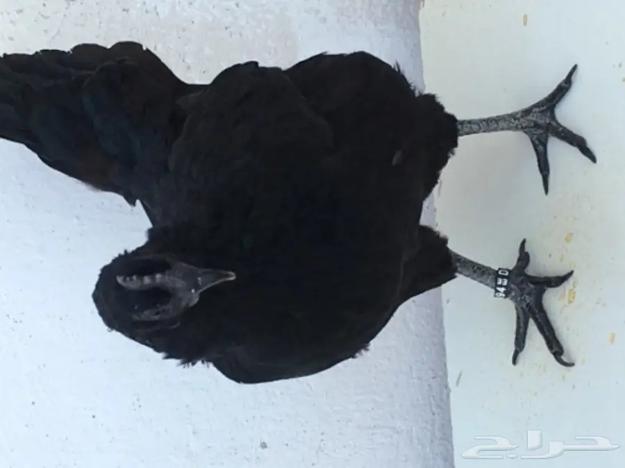 دجاجتين اندنوسي خوارج فاخرات - 2016 (image 1)