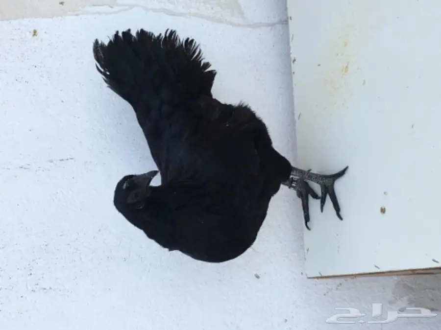 دجاجتين اندنوسي خوارج فاخرات - 2016 (image 3)