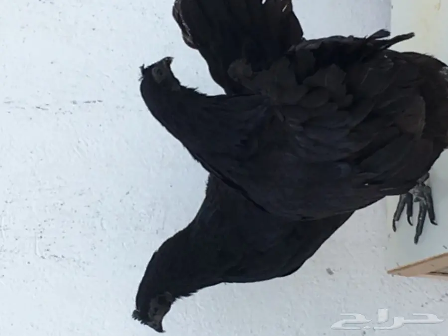 دجاجتين اندنوسي خوارج فاخرات - 2016 (image 4)