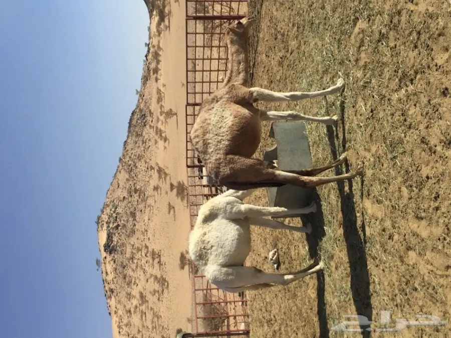 بكرتين مفاريد (image 1)