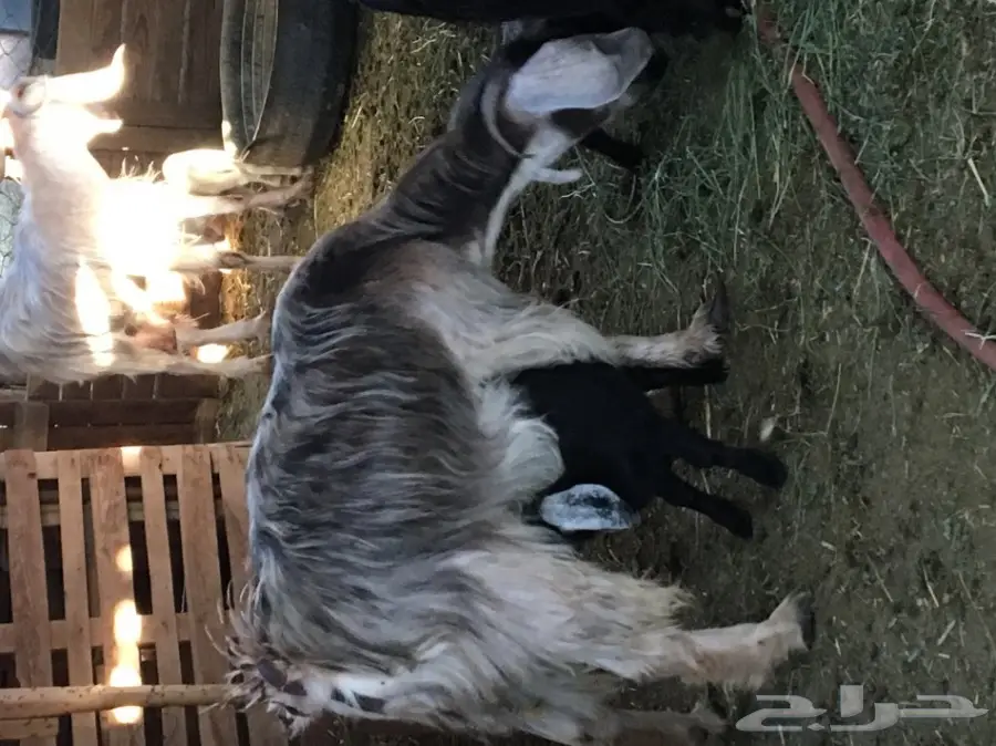 معزا حليب وافر العدد 6 يتبعها 6 (image 7)