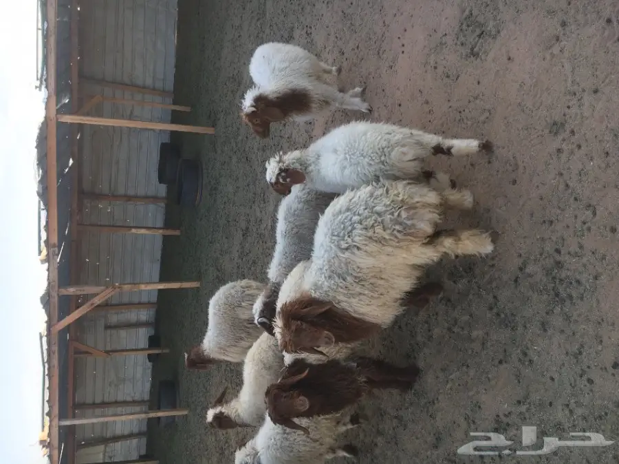 هرافي نعيم 8 (image 1)