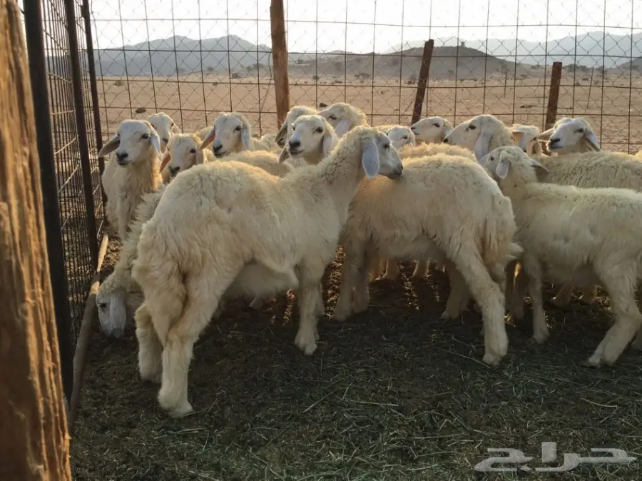 للبيع: طليان ورخال سمينة - فرصة لا تُفوّت!