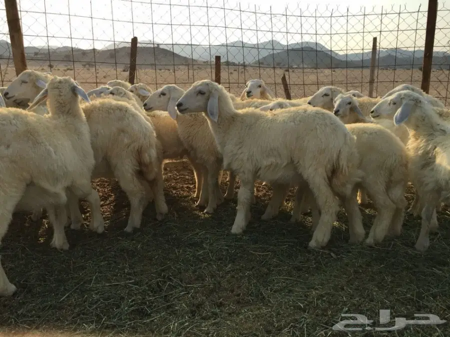 للبيع: طليان ورخال سمينة - فرصة لا تُفوّت! (image 2)