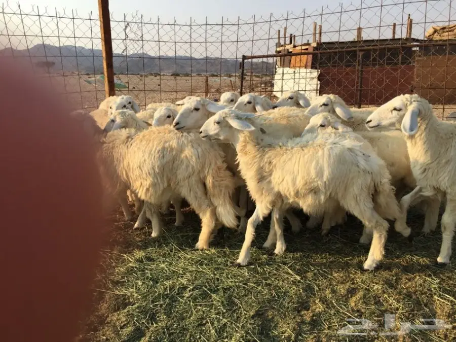 للبيع: طليان ورخال سمينة - فرصة لا تُفوّت! (image 3)