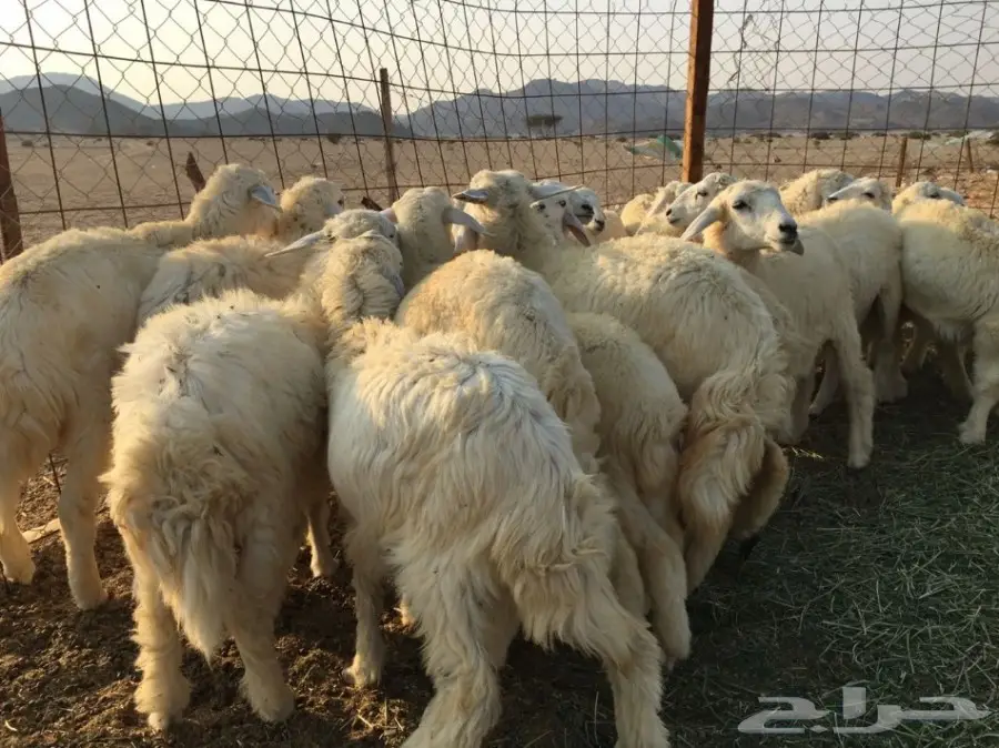 للبيع: طليان ورخال سمينة - فرصة لا تُفوّت! (image 4)