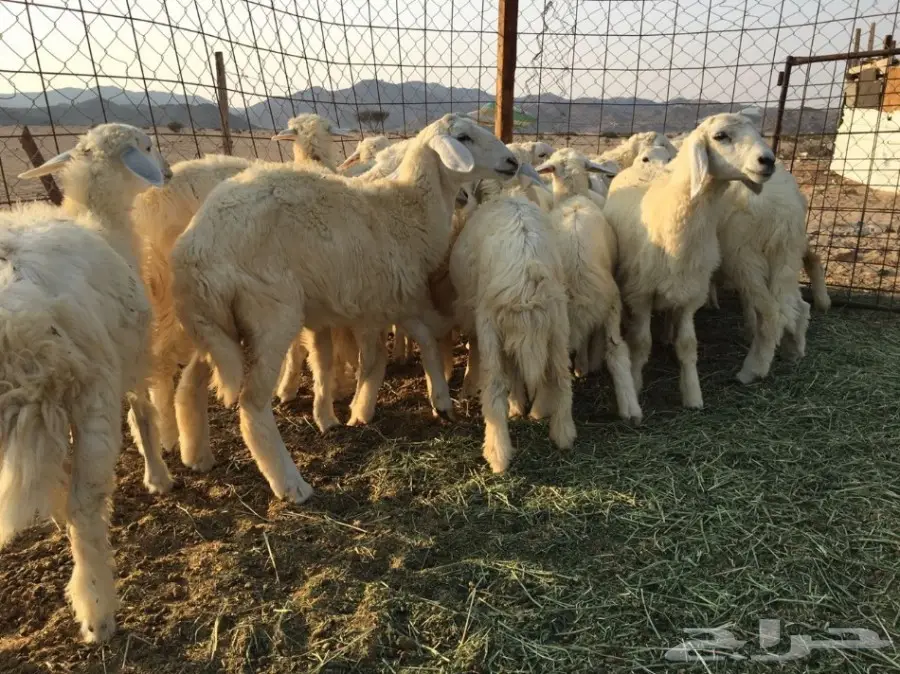 للبيع: طليان ورخال سمينة - فرصة لا تُفوّت! (image 5)