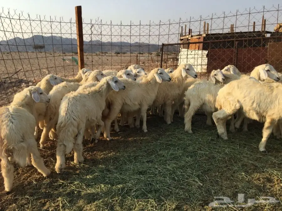 للبيع: طليان ورخال سمينة - فرصة لا تُفوّت! (image 6)