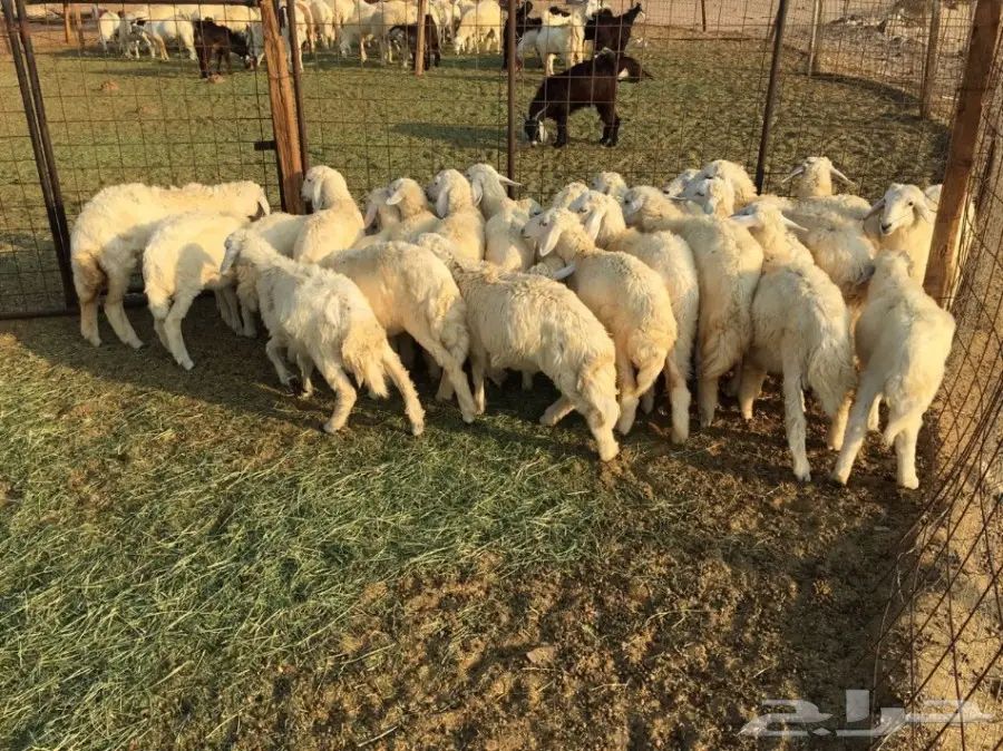 للبيع: طليان ورخال سمينة - فرصة لا تُفوّت! (image 8)