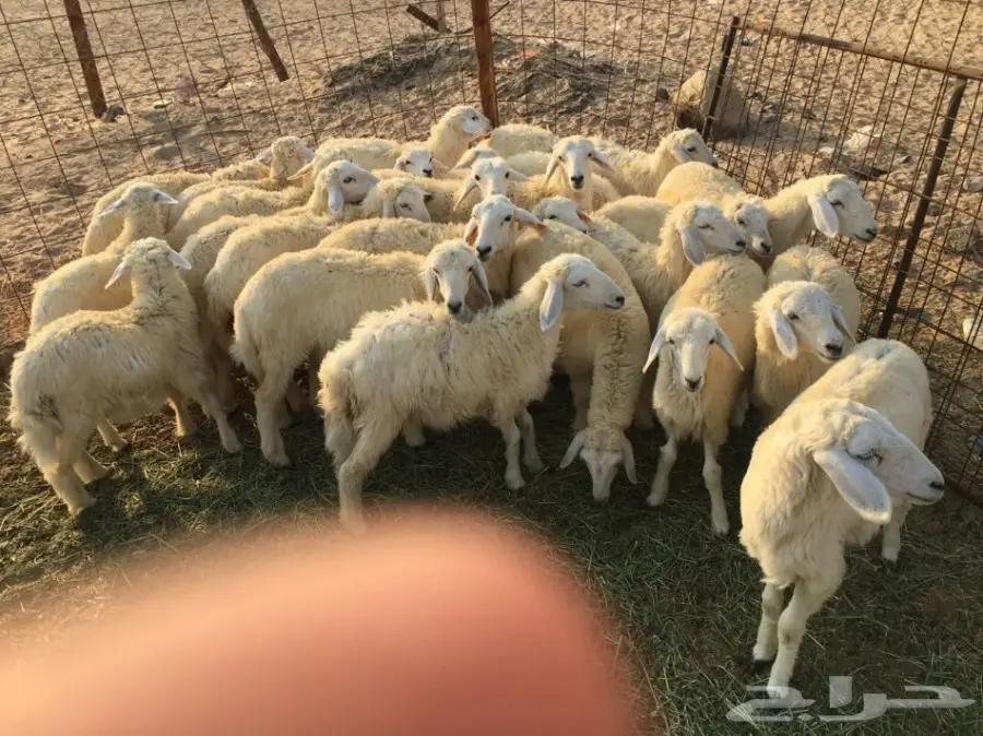 للبيع: طليان ورخال سمينة - فرصة لا تُفوّت! (image 9)