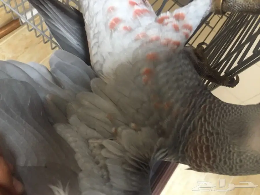 فرخ كاسكو جامبو و طفرة نادرة  (image 1)