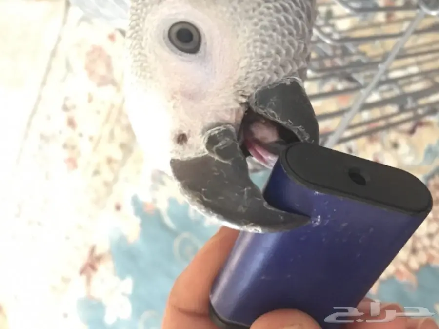 فرخ كاسكو جامبو و طفرة نادرة  (image 3)