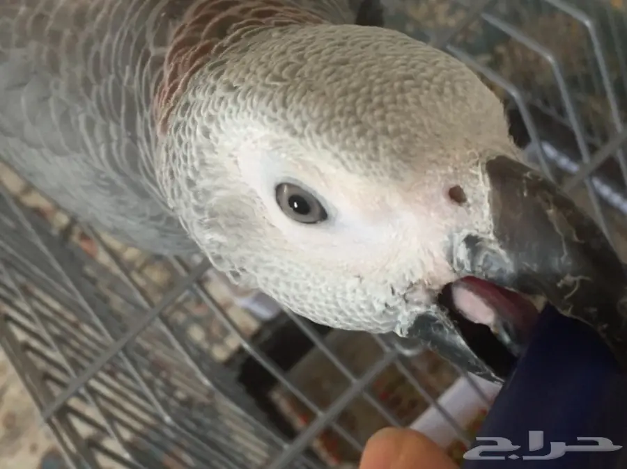 فرخ كاسكو جامبو و طفرة نادرة  (image 4)