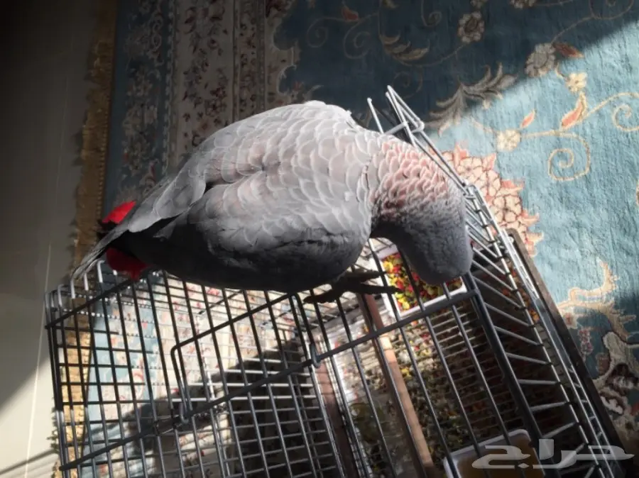 فرخ كاسكو جامبو و طفرة نادرة  (image 5)