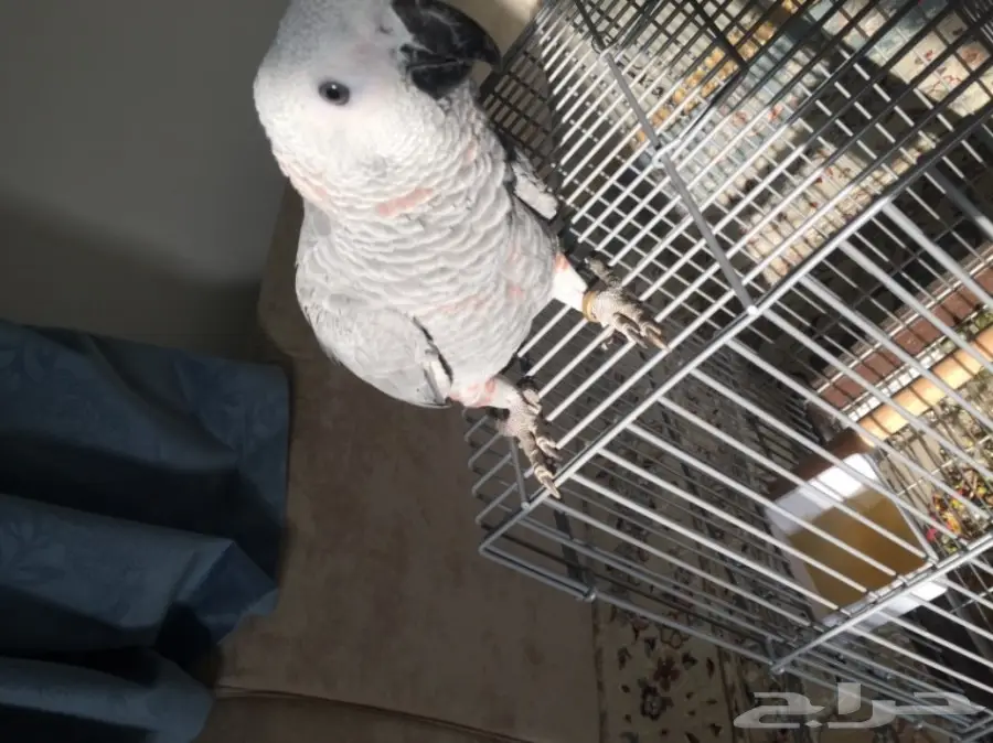 فرخ كاسكو جامبو و طفرة نادرة  (image 7)