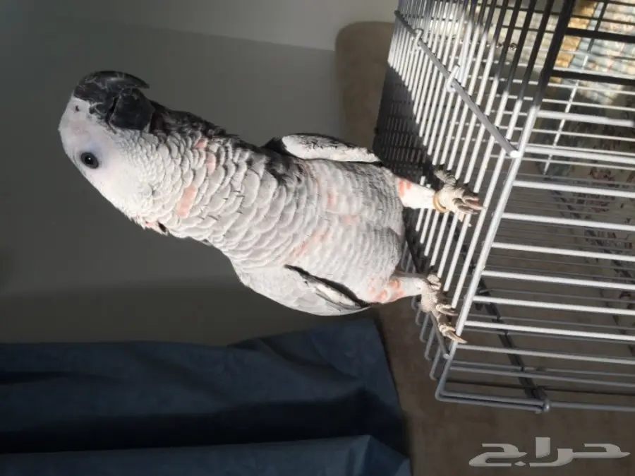 فرخ كاسكو جامبو و طفرة نادرة  (image 8)