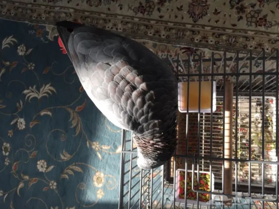 فرخ كاسكو جامبو و طفرة نادرة  (image 9)