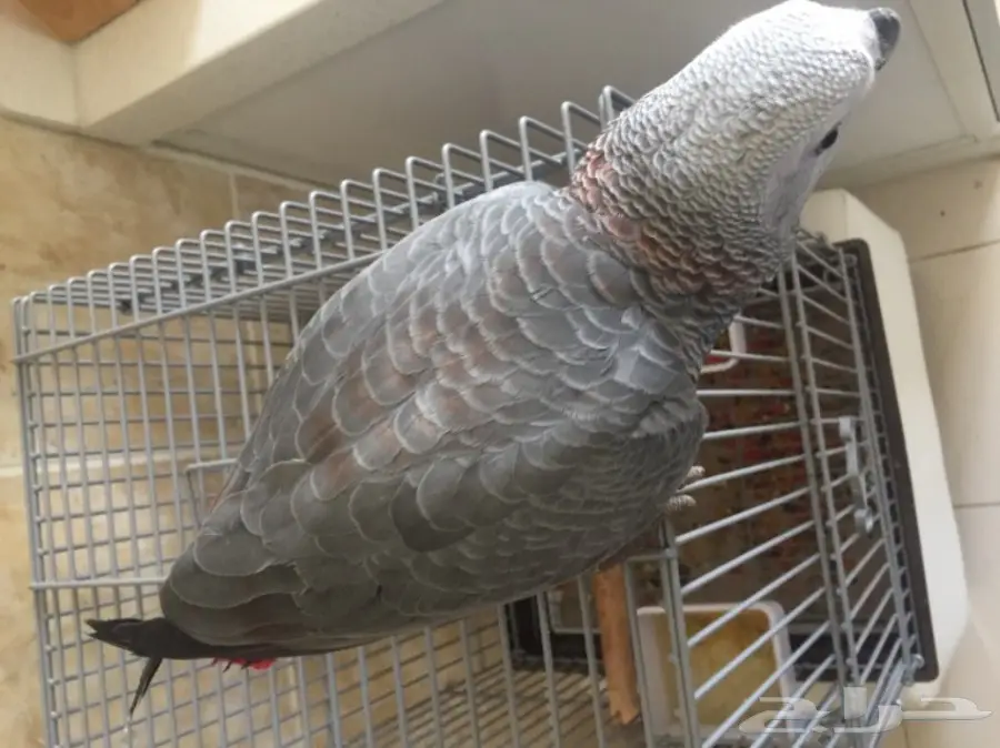 فرخ كاسكو جامبو و طفرة نادرة  (image 11)