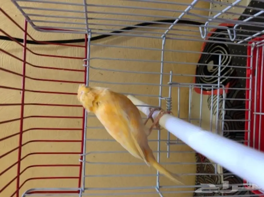 كناري سوري (image 1)