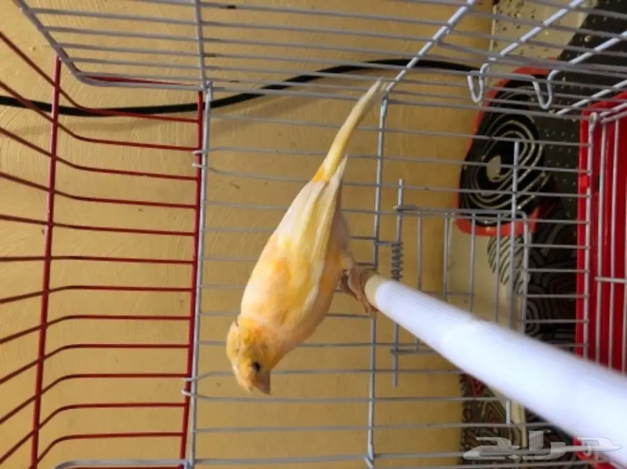 كناري سوري (image 3)