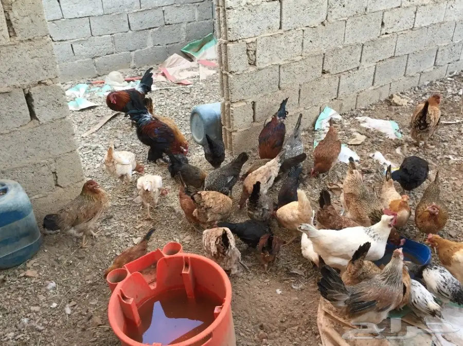 دجاج انتاج منوه المربي 